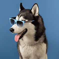 Essential Guide: Mastering Pet Care by Trimming Pets Nails