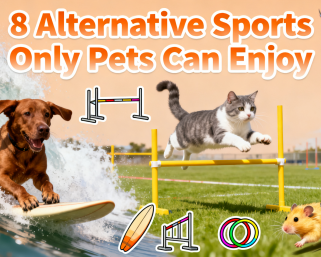 8 Fun Alternative Sports Only Pets Can Enjoy: Bond & Play Together (2025)