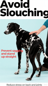 Why Pet Posture Matters: 5 Essential Tips to Keep Your Furry Friend Healthy & Pain – Free