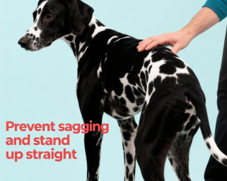 Why Pet Posture Matters: 5 Essential Tips to Keep Your Furry Friend Healthy & Pain – Free