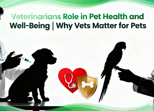 Veterinarians Role in Pet Health and Well-Being | Why Vets Matter for Pets Veterinarians Role in Pet Health and Well-Being